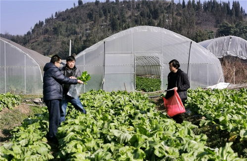 羅平縣開展蔬菜水果抽樣檢測，把好農(nóng)產(chǎn)品質(zhì)量安全關(guān)